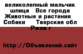 великолепный мальчик шпица - Все города Животные и растения » Собаки   . Тверская обл.,Ржев г.